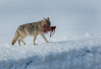 Coyote with a full meal to go