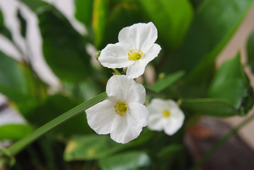 Burhead, Texas mud baby or Echinodosus cordifolius (L.) Griseb.