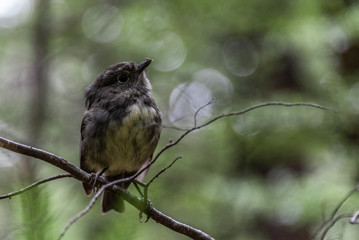 South Island Robin