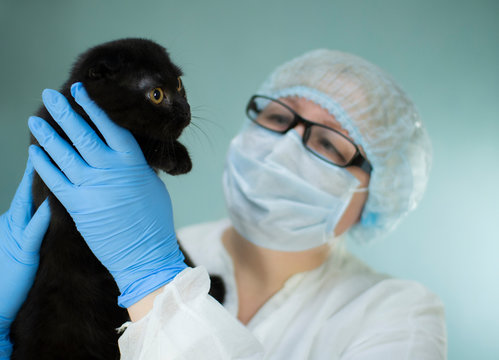 Examination And Treatment Of A Kitten By A Doctor In A Veterinary Clinic, Treatment Of Cats From Coronaviruses.