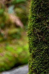 Nature Hike, West Coast, New Zealand