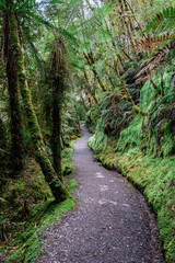 Fototapeta premium Nature Hike, West Coast, New Zealand