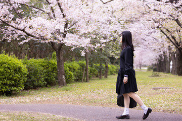 桜と女子学生