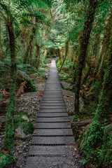 Nature Hike, West Coast, New Zealand