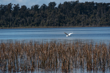 White Heron over lake