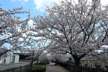 上牧町の桜並木