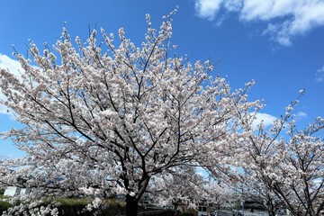 上牧町の桜並木