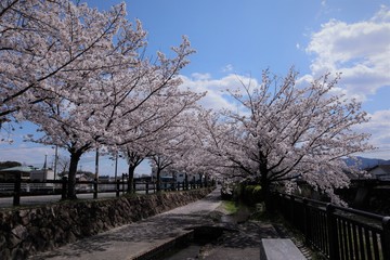 Fototapeta premium 上牧町の桜並木