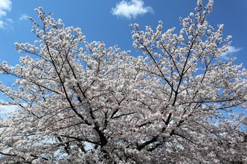 上牧町の桜並木