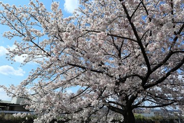 上牧町の桜並木