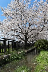 Fototapeta premium 上牧町の桜並木