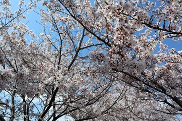 上牧町の桜並木