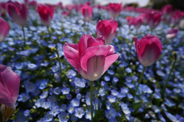 鶴見緑地公園のネモフィラ畑