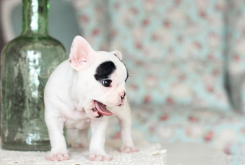 white and black little French bulldog indoor