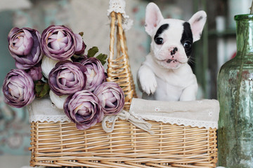 Obraz premium white and black little French bulldog in basket