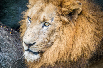 Close up portrait of a lion