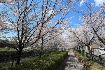 上牧町の桜並木
