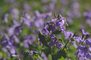 Honey bee staying on purple flower