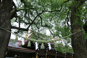 明治神宮　夫婦楠