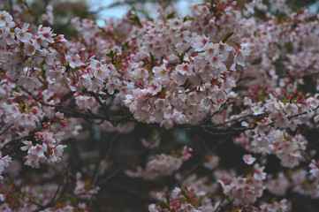 sakura, the most beautiful flower in Japan