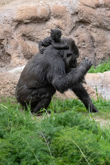 Mother Lowland Gorilla carrying her newborn baby