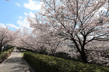 Fototapeta na wymiar 上牧町の桜並木