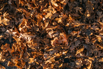 Dry autumn leaves on road. View from top.
