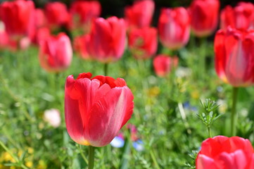 Fototapeta premium Tulipany
