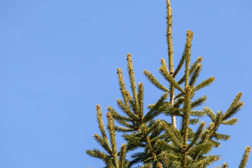 Top branches of an evergreen spruce on blue sky