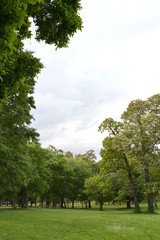 trees in the park