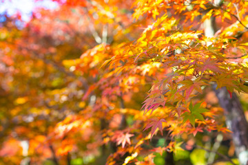 紅葉を照らす陽