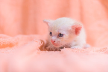 Fototapeta na wymiar A cute kitten in a pile of cloths