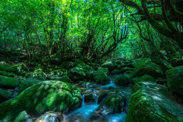 緑深い森、屋久島