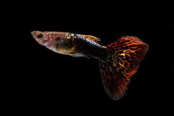 Fototapeta premium Guppy2