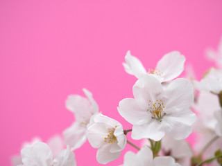 Obraz premium サクラの花