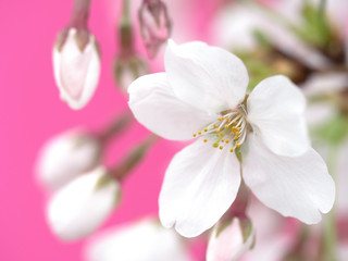 Fototapeta premium サクラの花