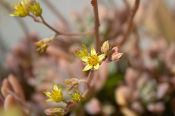 yellow succulent flower