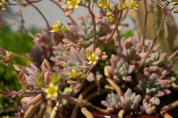 yellow succulent flower