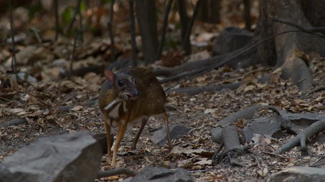 The Lesser Mouse Deer is a living and alone animal in the dense forest, eating plants such as fruit, lace, seeds, grass and vegetables. During the summer, they come for water. To release the heat