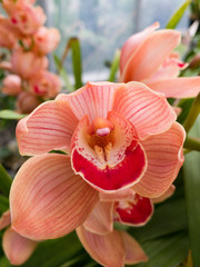 Image of an orchid (Cymbidium spp.) flower