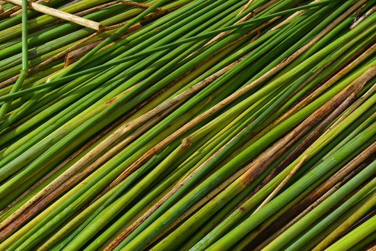 Textura De Totora Ordenada 