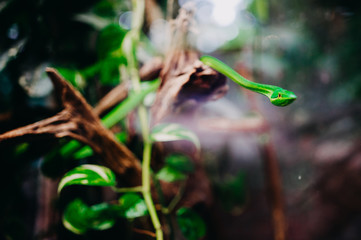 Snake on a tree