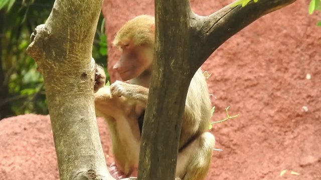 Monkey friends on tree branch in Ubud forest park.Endangered Southern Pig-tailed Macaque (Macaca nemestrina) eating and showing aggression (intimidation) through facial expression in the jungles of B
