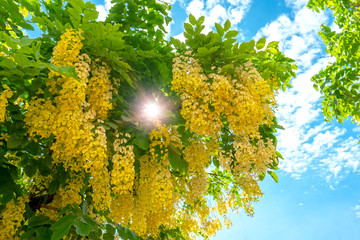 Cassia fistula or Golden shower flowers bloom in the early sunshine. Flowers used as ornamental and decorative garden