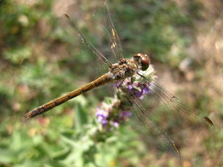 dragonfly on a branch