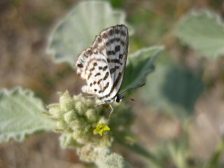 butterfly on leaf