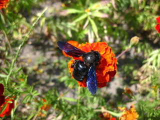 butterfly on a flower