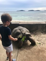 Tortue g&eacute;ante des Seychelles &agrave; La Digue avec un enfant qui lui donne &agrave; manger.