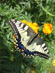 butterfly on flower