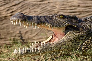 A crocodile basks by the Chobe River in Botswana, Africa